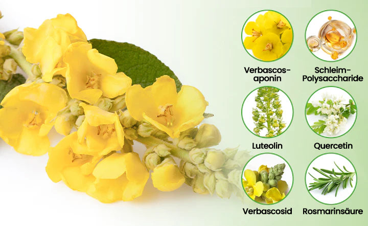 ✅Deutscher Besitz und Betrieb：CareBreeze® Botanischer Mullein Lungenreinigungsdiffusor(💝 LETZTER TAG 70% RABATT 💝)